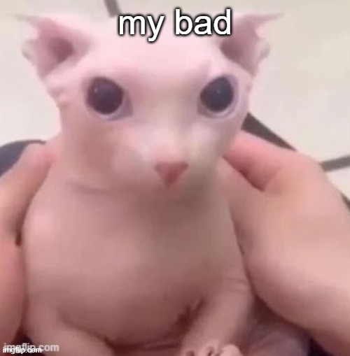 bingus | my bad | image tagged in bingus | made w/ Imgflip meme maker