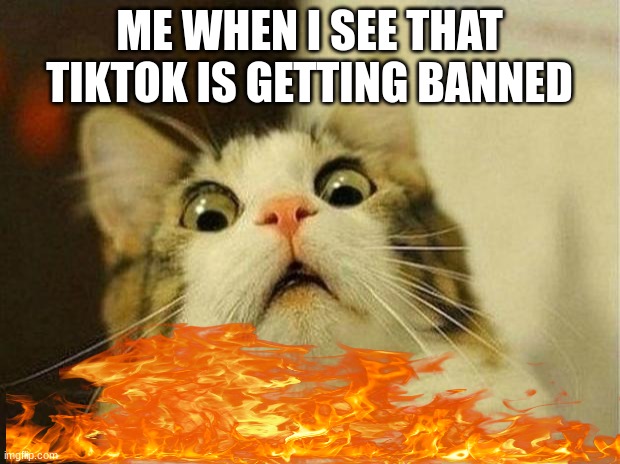 me when i see tiktok ban | ME WHEN I SEE THAT TIKTOK IS GETTING BANNED | image tagged in memes,scared cat | made w/ Imgflip meme maker