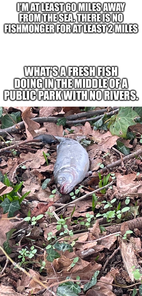 It’s a real fish as well. It’s not fake. | I’M AT LEAST 60 MILES AWAY FROM THE SEA. THERE IS NO FISHMONGER FOR AT LEAST 2 MILES; WHAT’S A FRESH FISH DOING IN THE MIDDLE OF A PUBLIC PARK WITH NO RIVERS. | made w/ Imgflip meme maker