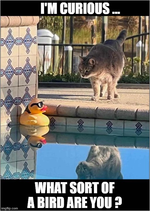 A Duck In Disguise ! | I'M CURIOUS ... WHAT SORT OF A BIRD ARE YOU ? | image tagged in cats,duck,curiousity | made w/ Imgflip meme maker