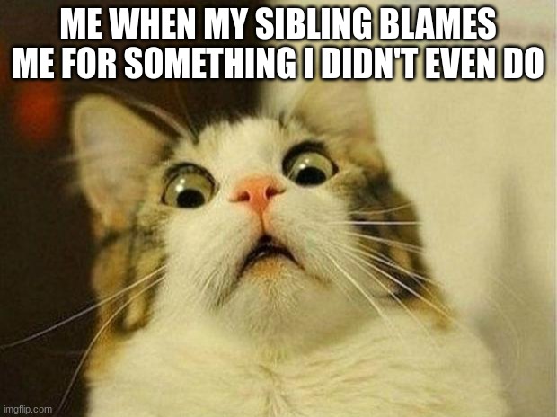 Scared Cat Meme | ME WHEN MY SIBLING BLAMES ME FOR SOMETHING I DIDN'T EVEN DO | image tagged in memes,scared cat | made w/ Imgflip meme maker