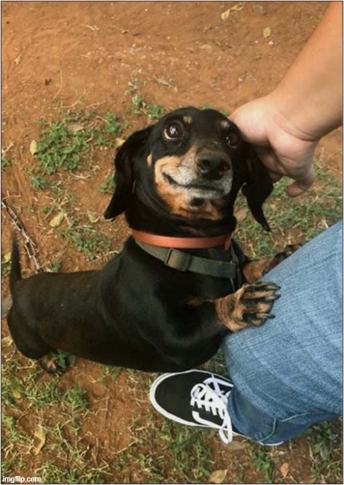 It Must Be Love ! | image tagged in dogs,daschund,love | made w/ Imgflip meme maker