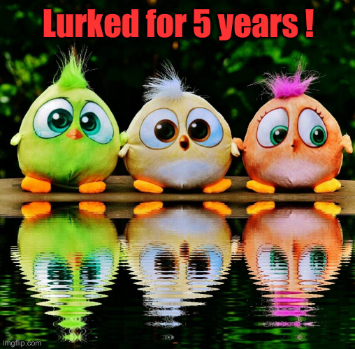 Three little birds | Lurked for 5 years ! | image tagged in three little birds | made w/ Imgflip meme maker