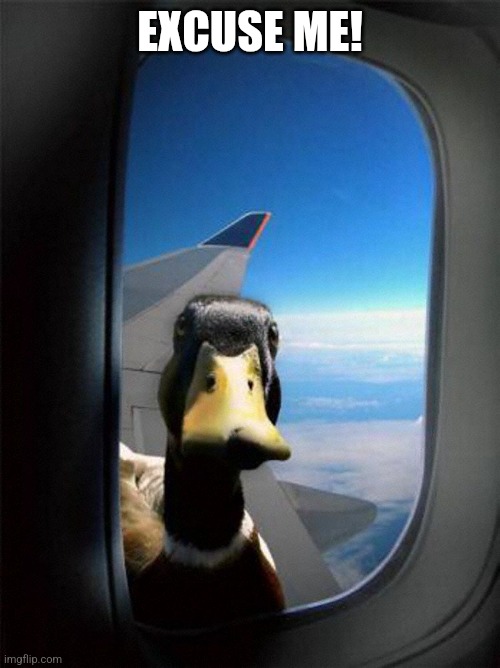 Airplane Duck | EXCUSE ME! | image tagged in airplane duck | made w/ Imgflip meme maker