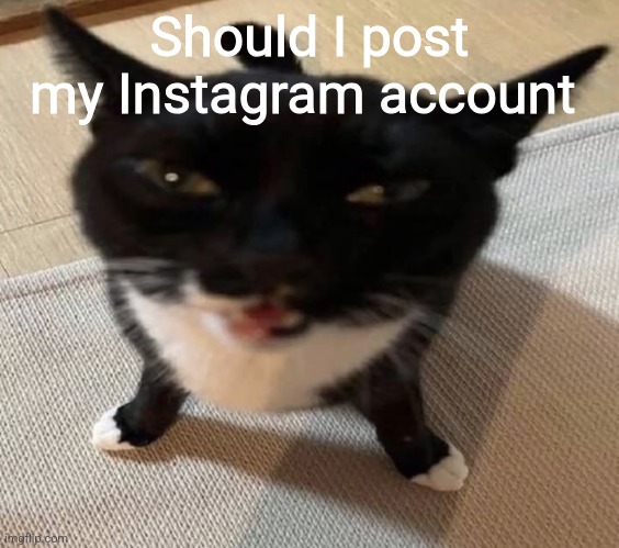 Cat of anger | Should I post my Instagram account | image tagged in cat of anger | made w/ Imgflip meme maker