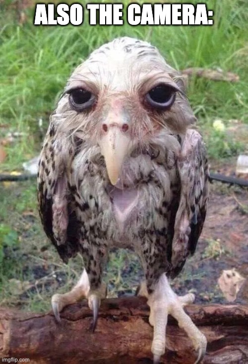 Wet owl | ALSO THE CAMERA: | image tagged in wet owl | made w/ Imgflip meme maker