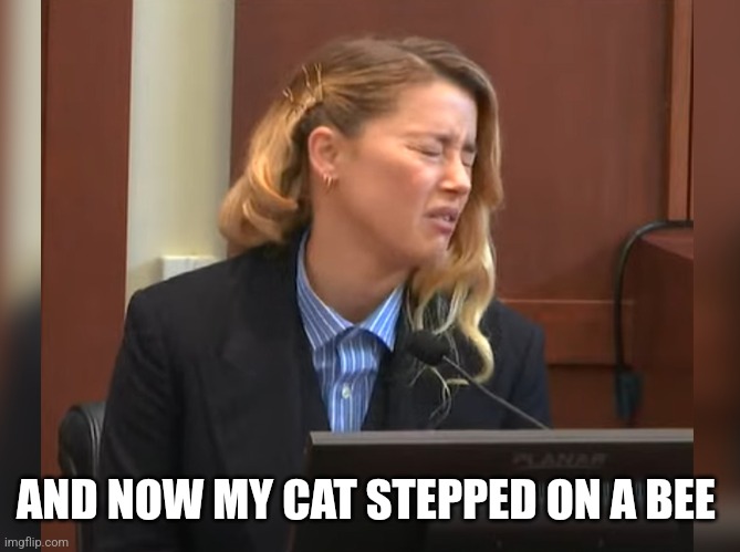 Amber Heard Dog Stepped on a Bee | AND NOW MY CAT STEPPED ON A BEE | image tagged in amber heard dog stepped on a bee | made w/ Imgflip meme maker