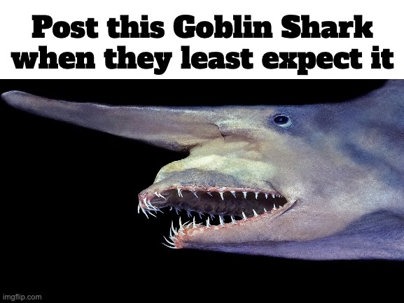 Blank White Template | Post this Goblin Shark when they least expect it | image tagged in blank white template | made w/ Imgflip meme maker