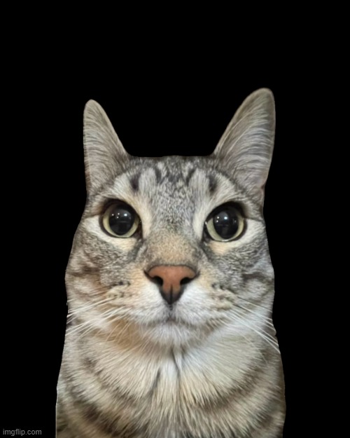 Zazu Cat Blank Stare | image tagged in zazu cat blank stare | made w/ Imgflip meme maker