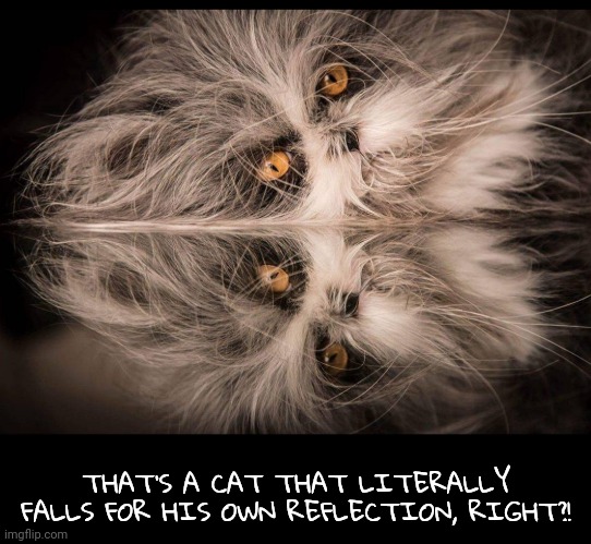 THAT'S A CAT THAT LITERALLY FALLS FOR HIS OWN REFLECTION, RIGHT?! | made w/ Imgflip meme maker