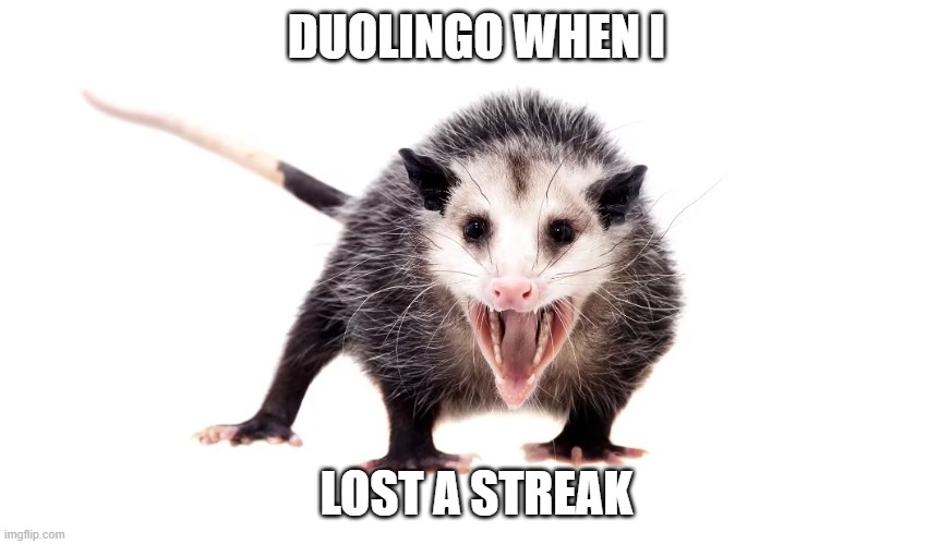 Opposum | DUOLINGO WHEN I; LOST A STREAK | image tagged in opposum | made w/ Imgflip meme maker