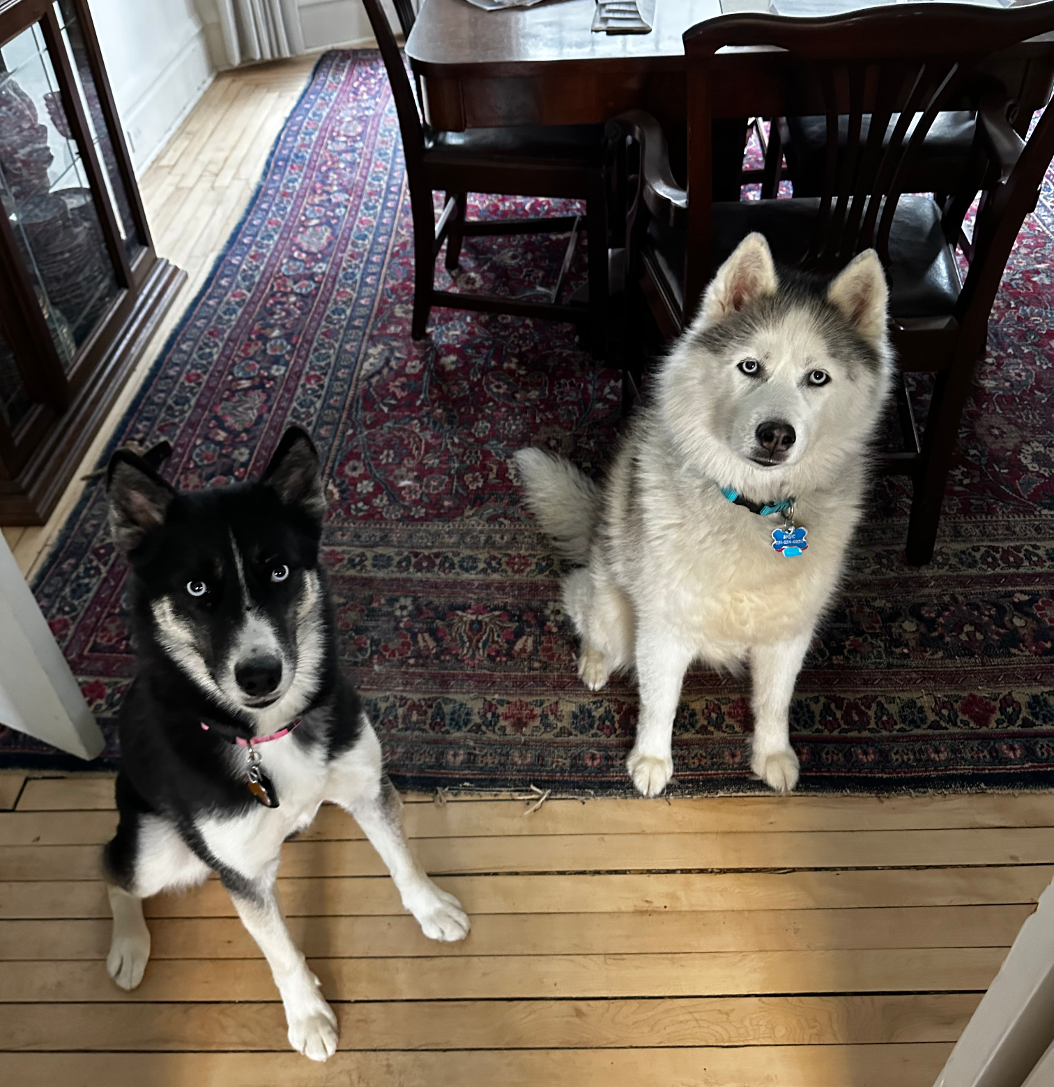 High Quality Two Huskies Blank Meme Template