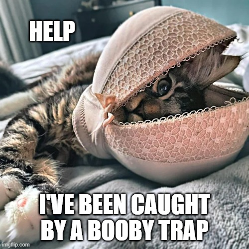 memes by Brad - My cat got caught in a "booby trap"  - humor - | HELP; I'VE BEEN CAUGHT BY A BOOBY TRAP | image tagged in humor,cats,funny,kitten,bra | made w/ Imgflip meme maker