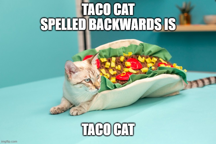 memes by Brad - TACO CAT is the same forward as backwards - humor - | TACO CAT SPELLED BACKWARDS IS; TACO CAT | image tagged in funny,cats,play on words,kitten,taco,humor | made w/ Imgflip meme maker