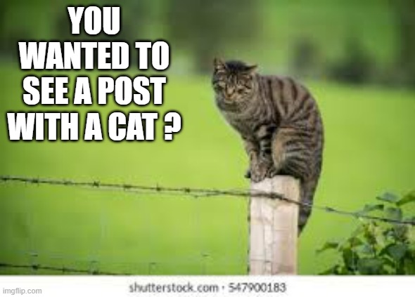 memes by Brad - You wanted to see a post with a cat. Here it is. - humor - | YOU WANTED TO SEE A POST WITH A CAT ? | image tagged in cats,funny,kitten,post,humor,funny cat memes | made w/ Imgflip meme maker