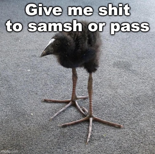 Pukeko chick | Give me shit to samsh or pass | image tagged in pukeko chick | made w/ Imgflip meme maker