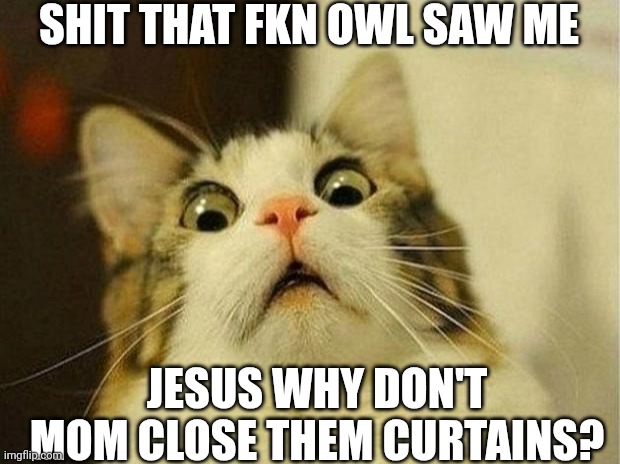 Scared Cat | SHIT THAT FKN OWL SAW ME; JESUS WHY DON'T MOM CLOSE THEM CURTAINS? | image tagged in memes,scared cat | made w/ Imgflip meme maker