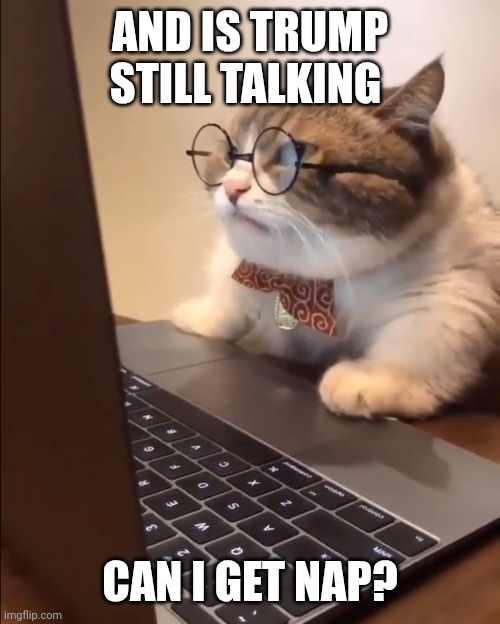 10pm est | AND IS TRUMP STILL TALKING; CAN I GET NAP? | image tagged in research cat,sleeps | made w/ Imgflip meme maker