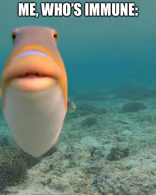 staring fish | ME, WHO’S IMMUNE: | image tagged in staring fish | made w/ Imgflip meme maker