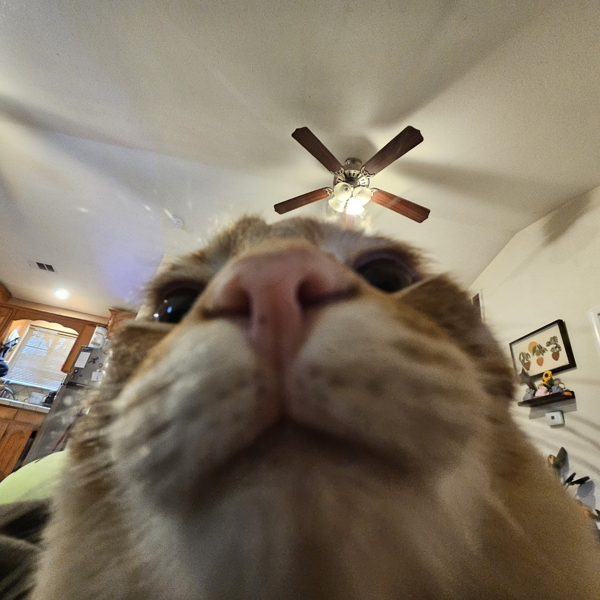pancho Blank Meme Template