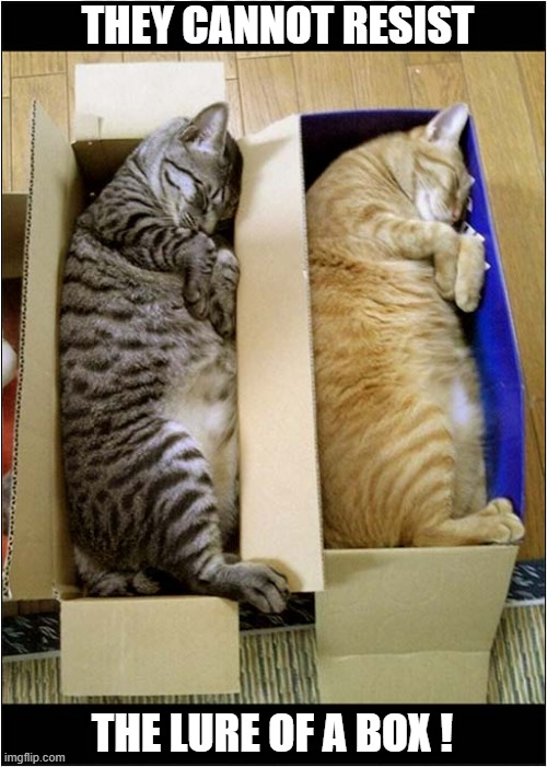 Cat Traps | THEY CANNOT RESIST; THE LURE OF A BOX ! | image tagged in cats,boxes,traps | made w/ Imgflip meme maker