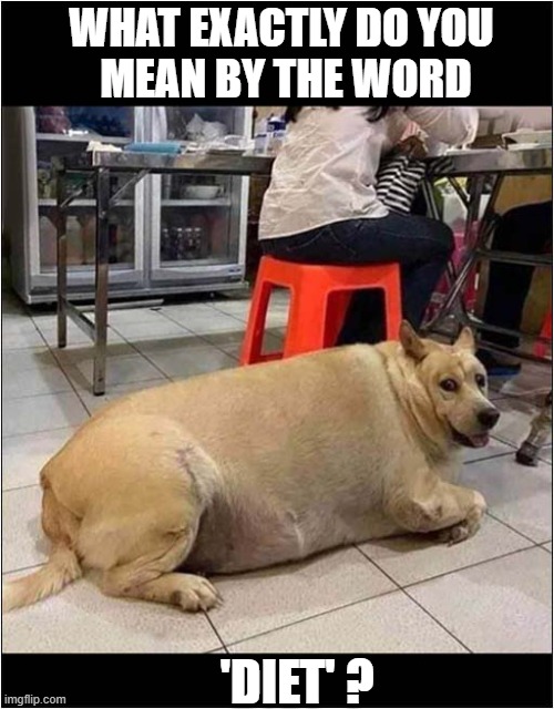 A Worried Dog ! | WHAT EXACTLY DO YOU
 MEAN BY THE WORD; 'DIET' ? | image tagged in dogs,obese,worried,diet | made w/ Imgflip meme maker