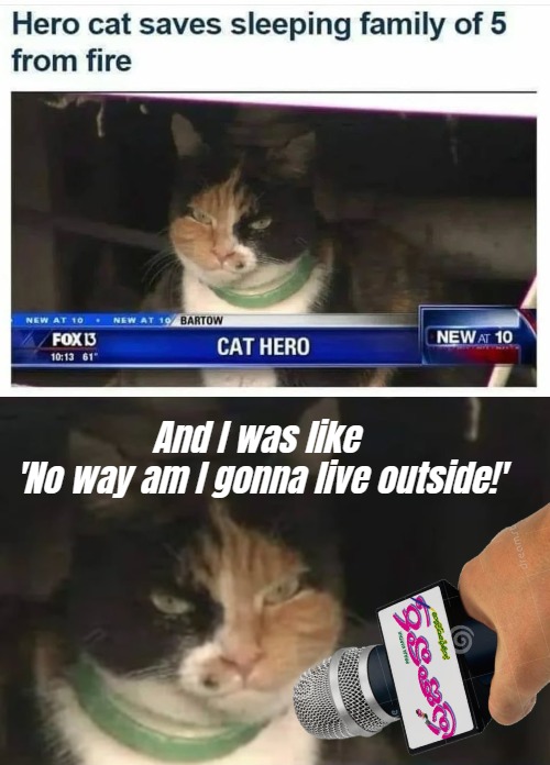 And I was like 
'No way am I gonna live outside!' | image tagged in evil cat,funny | made w/ Imgflip meme maker