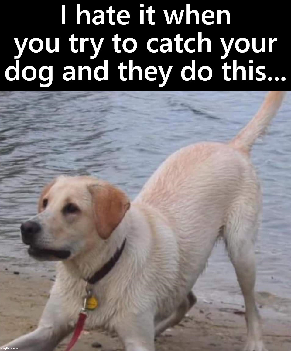 They are just going to run away | I hate it when you try to catch your dog and they do this... | image tagged in dogs | made w/ Imgflip meme maker