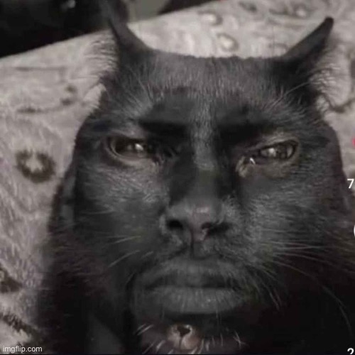 Catvin hart | made w/ Imgflip meme maker