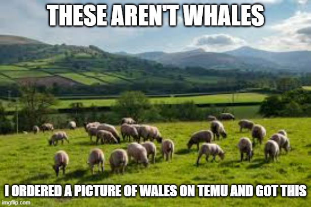 memes by Brad - I ordered a picture of Wales and got a picture of sheep - humor - | THESE AREN'T WHALES; I ORDERED A PICTURE OF WALES ON TEMU AND GOT THIS | image tagged in funny,fun,wales,picture,sheep,humor | made w/ Imgflip meme maker