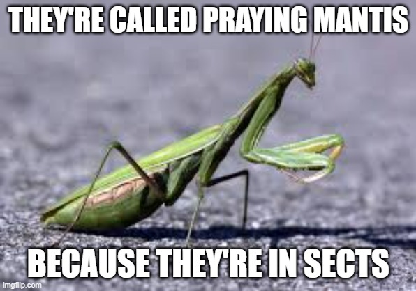 memes by Brad - Praying Matis are religous because they are in sects | THEY'RE CALLED PRAYING MANTIS; BECAUSE THEY'RE IN SECTS | image tagged in funny,fun,play on words,insects,religion,humor | made w/ Imgflip meme maker