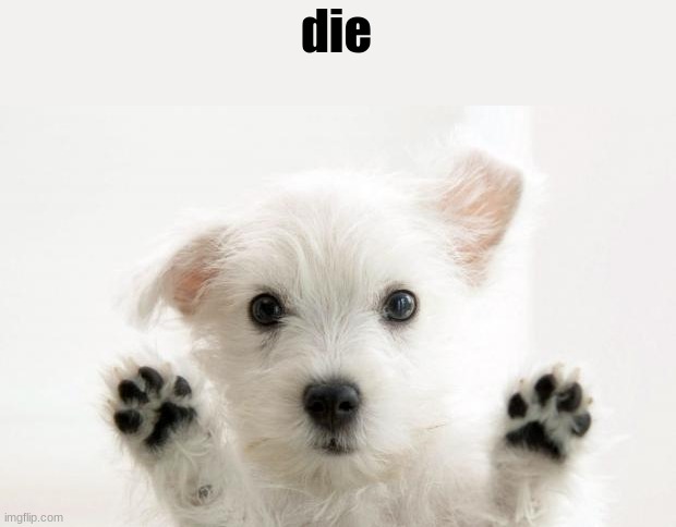 cute dog | die | image tagged in cute dog | made w/ Imgflip meme maker