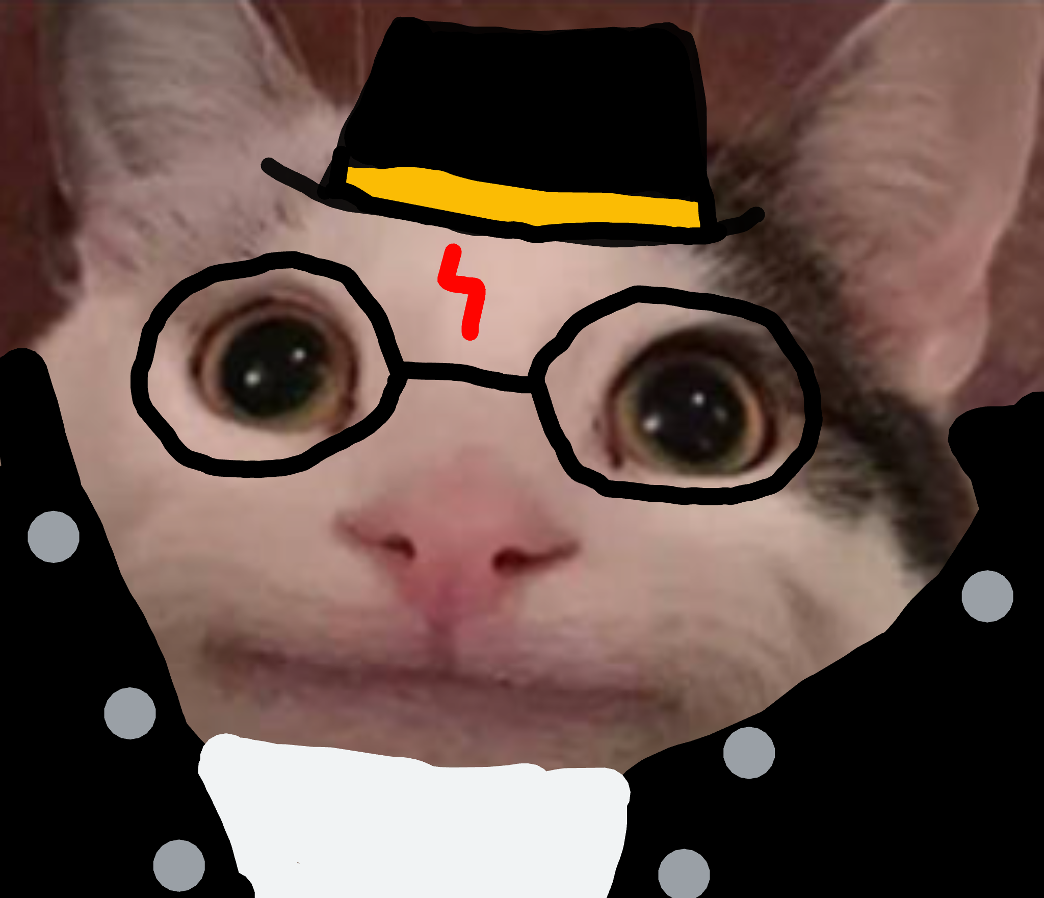 harry cat Blank Meme Template