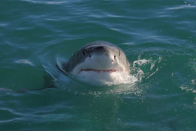 Inquisitive shark Blank Meme Template