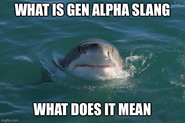 Why is Gen Alpha Slang | WHAT IS GEN ALPHA SLANG; WHAT DOES IT MEAN | image tagged in inquisitive shark | made w/ Imgflip meme maker