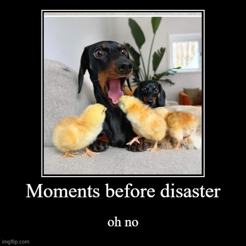 Moments before disaster | oh no | image tagged in funny,demotivationals,chicks,dog,oh no,dogs | made w/ Imgflip demotivational maker