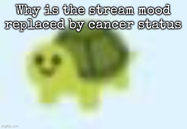 low quality turtle | Why is the stream mood replaced by cancer status | image tagged in low quality turtle,msmg | made w/ Imgflip meme maker