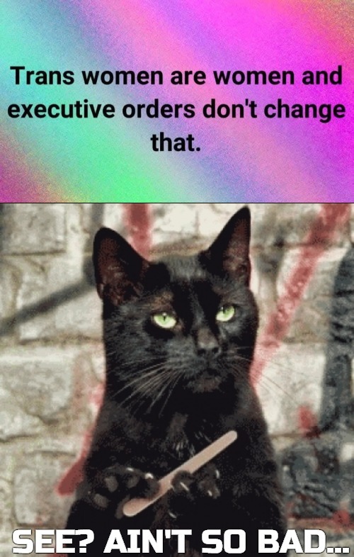 image tagged in indifferent cat,gender identity,donald trump | made w/ Imgflip meme maker