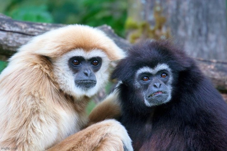 Two Gibbons | image tagged in two gibbons | made w/ Imgflip meme maker