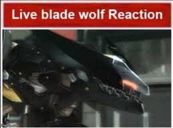 Live BladeWolf Reaction | image tagged in live bladewolf reaction | made w/ Imgflip meme maker