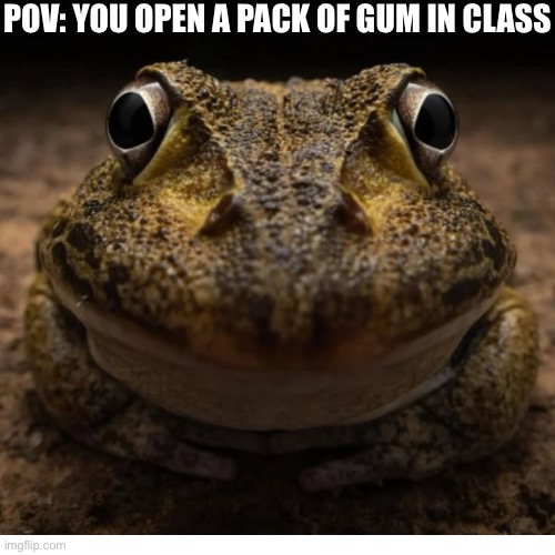 CaN i HaVe SoMe? | POV: YOU OPEN A PACK OF GUM IN CLASS | image tagged in school,frog,opening,gum,class | made w/ Imgflip meme maker