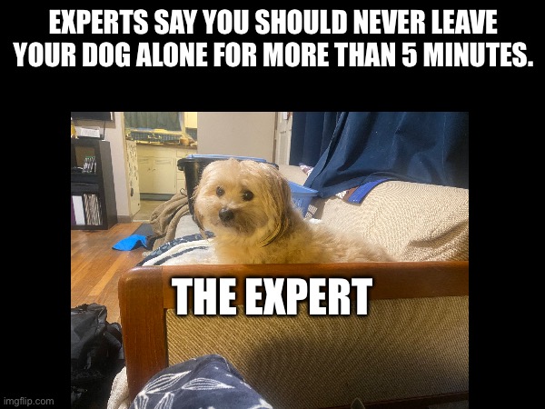 Bowie the expert | EXPERTS SAY YOU SHOULD NEVER LEAVE YOUR DOG ALONE FOR MORE THAN 5 MINUTES. THE EXPERT | image tagged in dogs | made w/ Imgflip meme maker