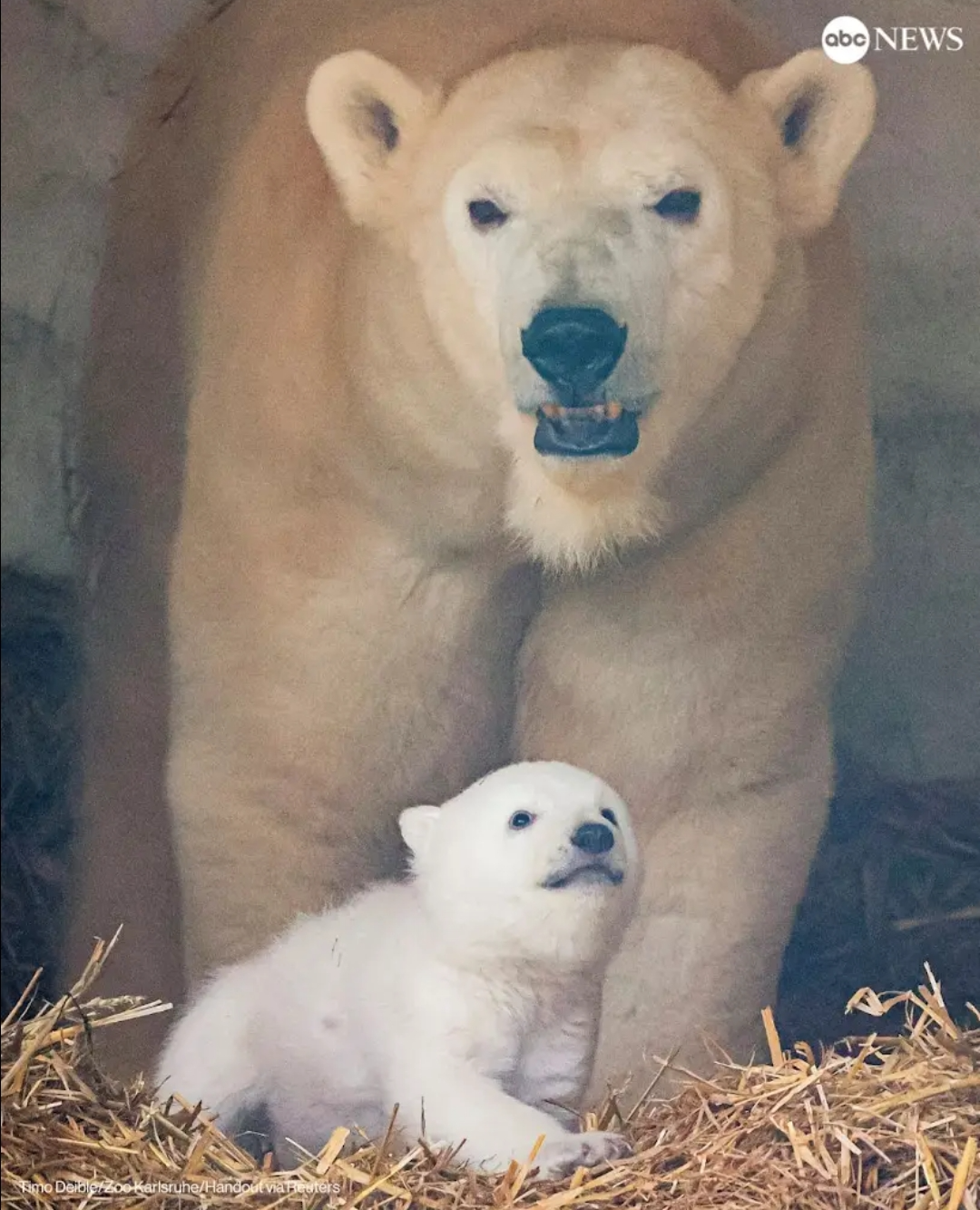 Polar Bears Blank Meme Template