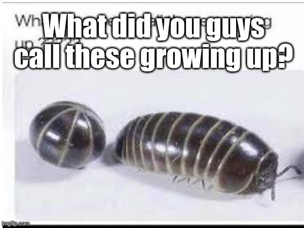 These were always so fun to look at | What did you guys call these growing up? | image tagged in rolly polies,pill bugs,funny,childhood,before covid,nostalgia | made w/ Imgflip meme maker