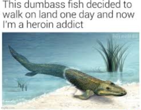 dumbass | image tagged in fish | made w/ Imgflip meme maker