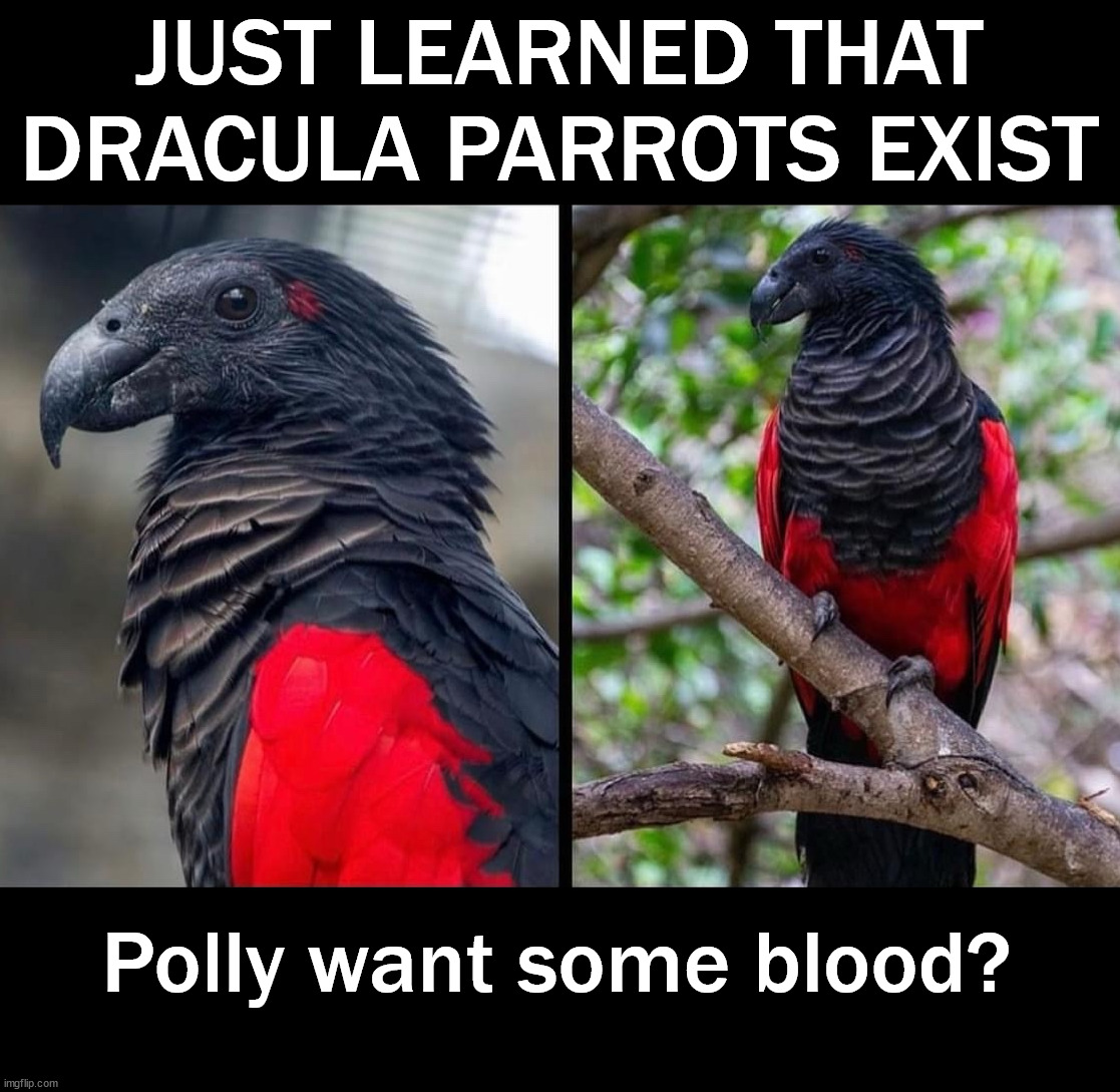 So who wants one for their house? | JUST LEARNED THAT DRACULA PARROTS EXIST; Polly want some blood? | image tagged in parrot,dracula,blood,cracker | made w/ Imgflip meme maker