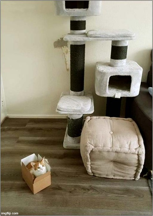 Typical ! | image tagged in cats,cat tree,boxes,typical | made w/ Imgflip meme maker