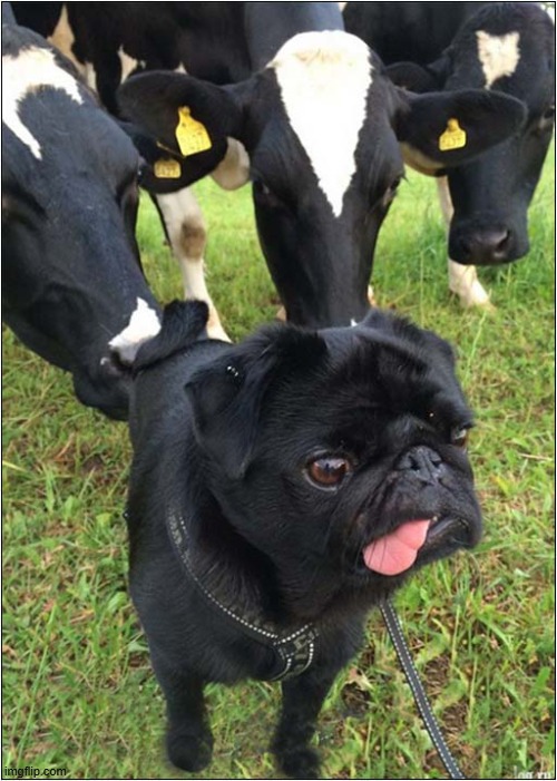 They're Behind Me, Aren't They ? | image tagged in dogs,pug,cows,behind you | made w/ Imgflip meme maker