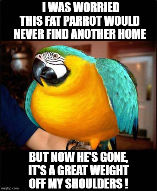 A Message From The Ha Harr Rehomin' Centre | I WAS WORRIED THIS FAT PARROT WOULD NEVER FIND ANOTHER HOME; BUT NOW HE'S GONE, IT'S A GREAT WEIGHT OFF MY SHOULDERS ! | image tagged in parrot,pirate,play on words | made w/ Imgflip meme maker