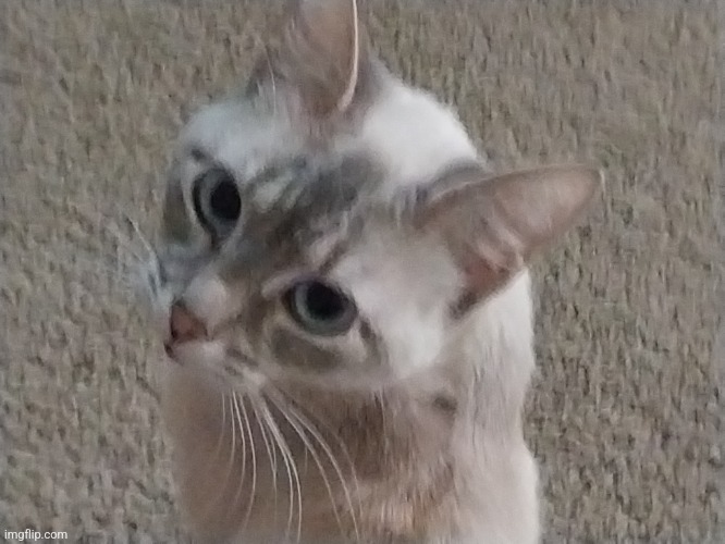 Kat.mp3 | image tagged in cats,mocha | made w/ Imgflip meme maker